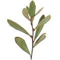  Bog Myrtle for a natural
 Scottish insect repellent 
